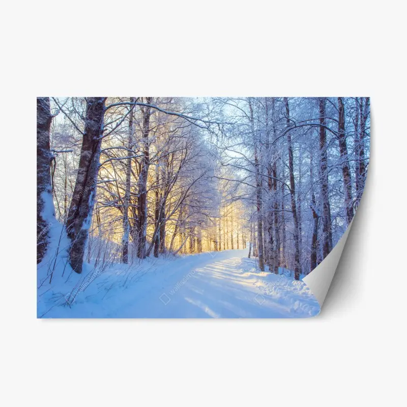 Repositionierbarer Aufkleber birkenwald im winter bei sonnenaufgang