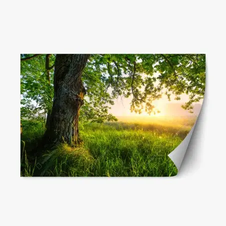 Repositionierbarer Aufkleber morgendliche eiche auf sonnenbeschienener wiese – Pixers®