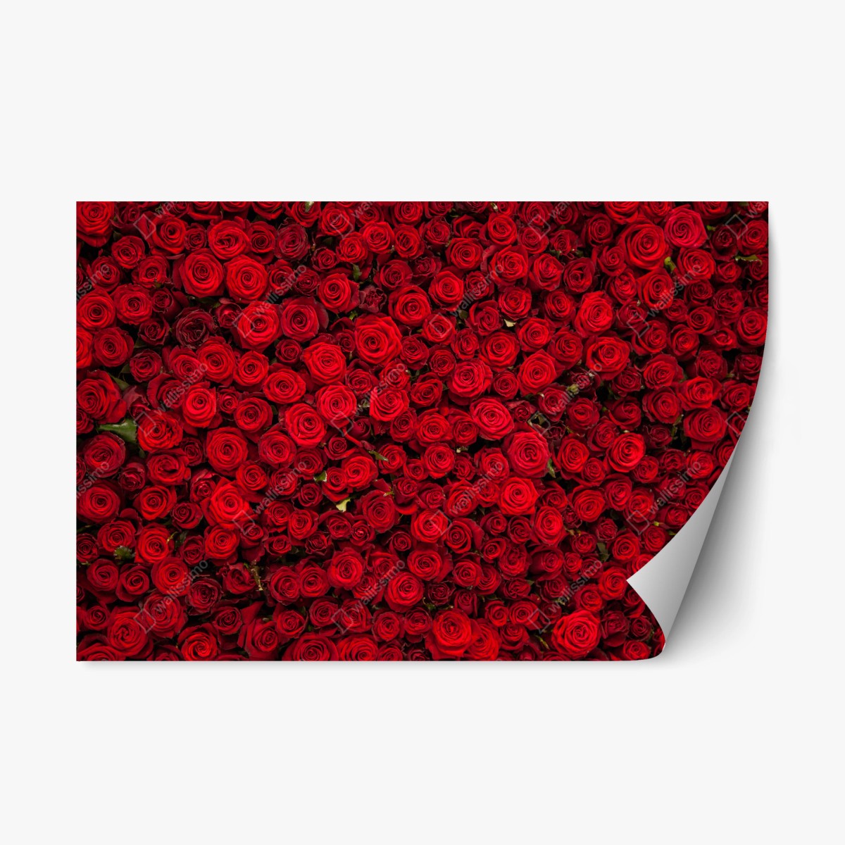 Repositionierbarer Aufkleber endlose wand aus roten rosen – Pixers®