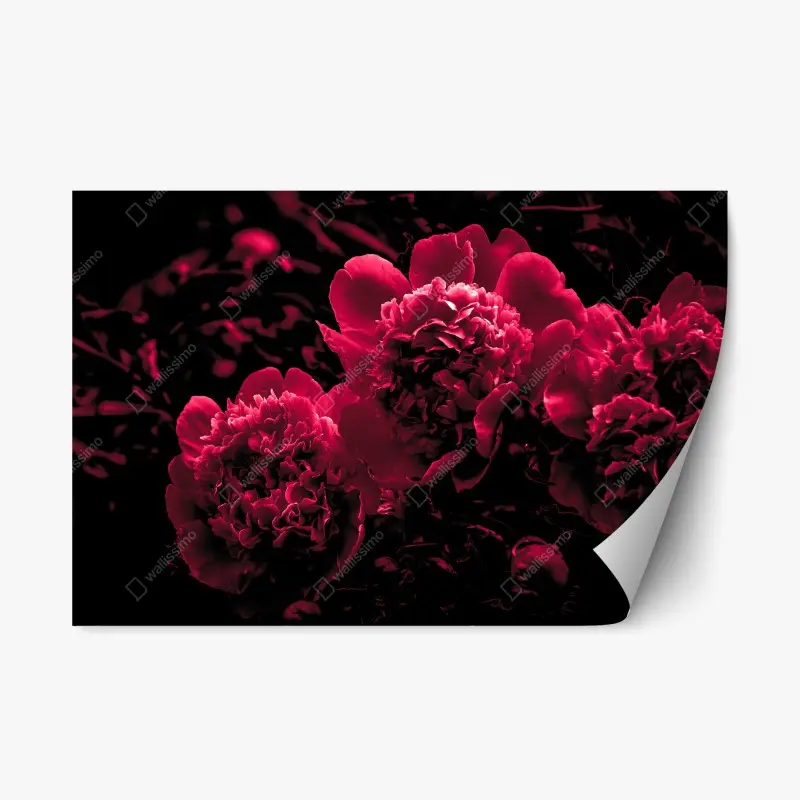 Repositionierbarer Aufkleber stimmungsvolle rosa pfingstrosen