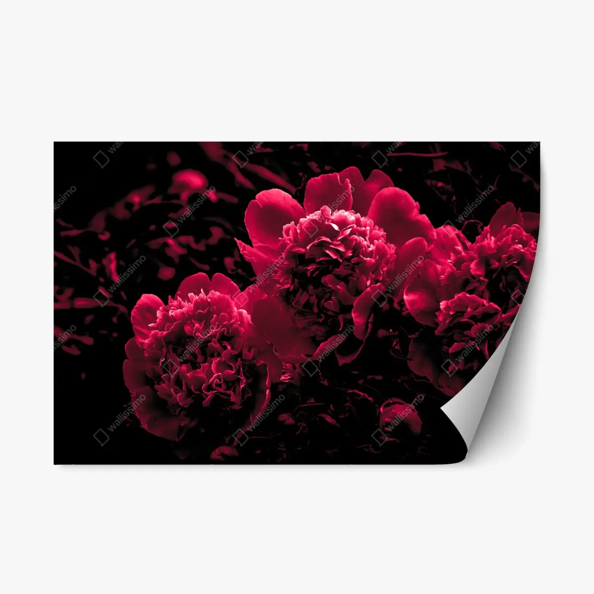 Repositionierbarer Aufkleber stimmungsvolle rosa pfingstrosen – Pixers®