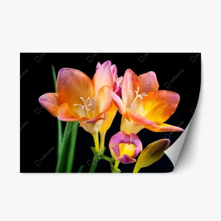 Repositionierbarer Aufkleber leuchtende orange freesien vor schwarzem hintergrund – Pixers®