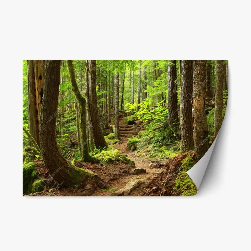 Repositionierbarer Aufkleber moosiger waldpfad