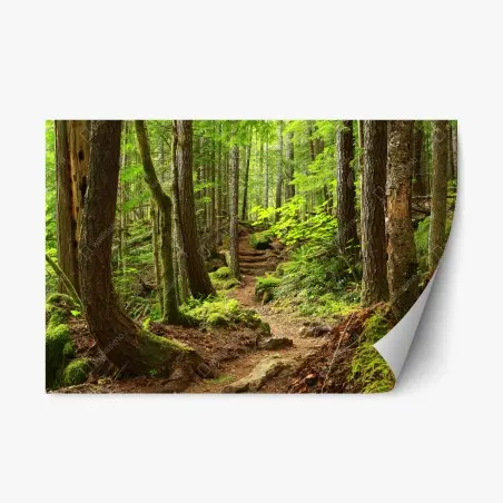 Repositionierbarer Aufkleber moosiger waldpfad – Pixers®