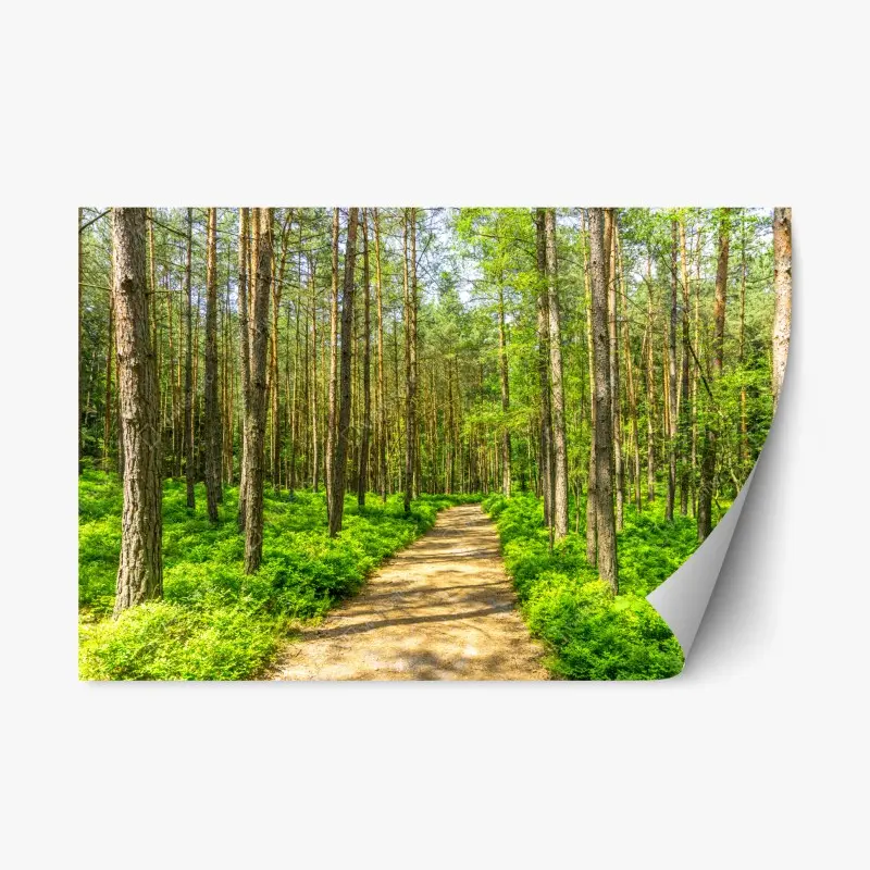 Repositionierbarer Aufkleber sonniger waldweg zwischen kiefern
