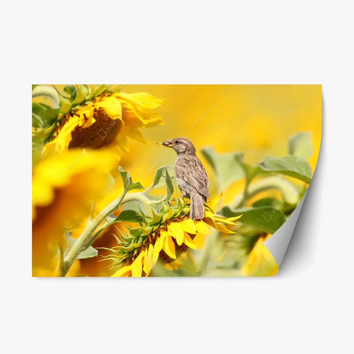 Repositionierbarer Aufkleber spatz auf einer sonnenblume – Pixers®
