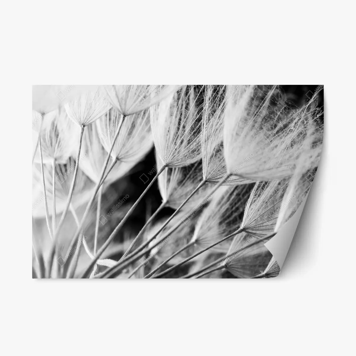 Repositionierbarer Aufkleber zarte nahaufnahme von löwenzahnsamen in monochrom – Pixers®
