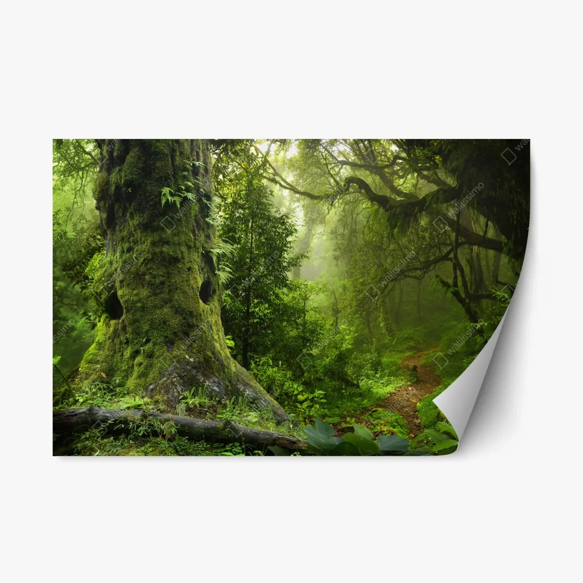 Repositionierbarer Aufkleber moosiger alter waldpfad – Pixers®