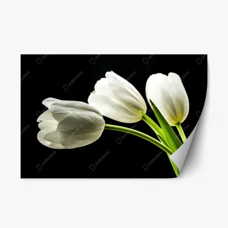 Repositionierbarer Aufkleber elegante weiße tulpen vor schwarzem hintergrund – Pixers®
