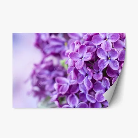 Repositionierbarer Aufkleber lila fliederblüten nahaufnahme – Pixers®