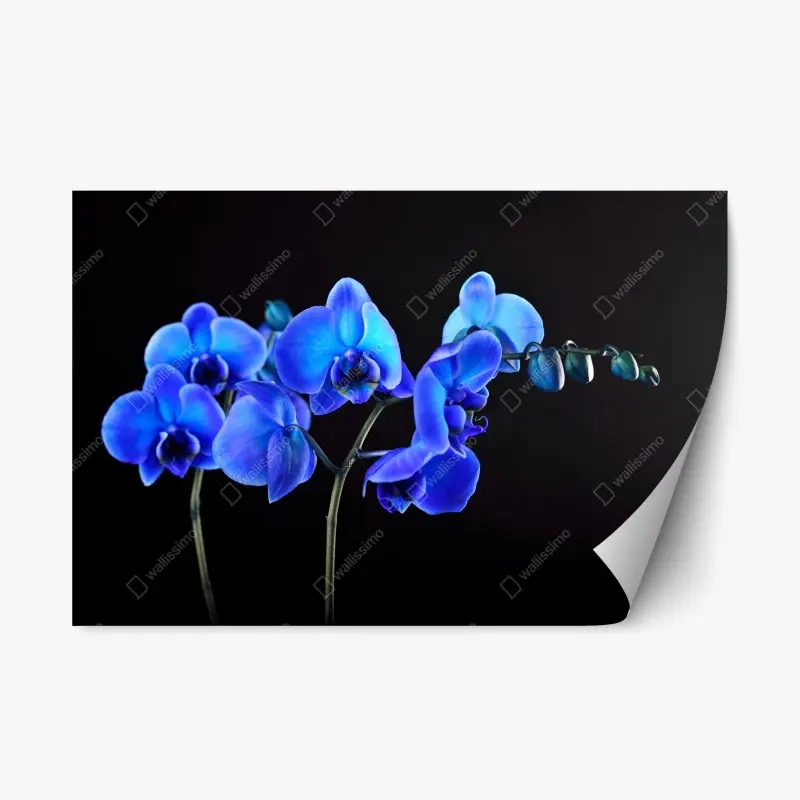 Repositionierbarer Aufkleber leuchtende blaue orchidee vor schwarzem hintergrund