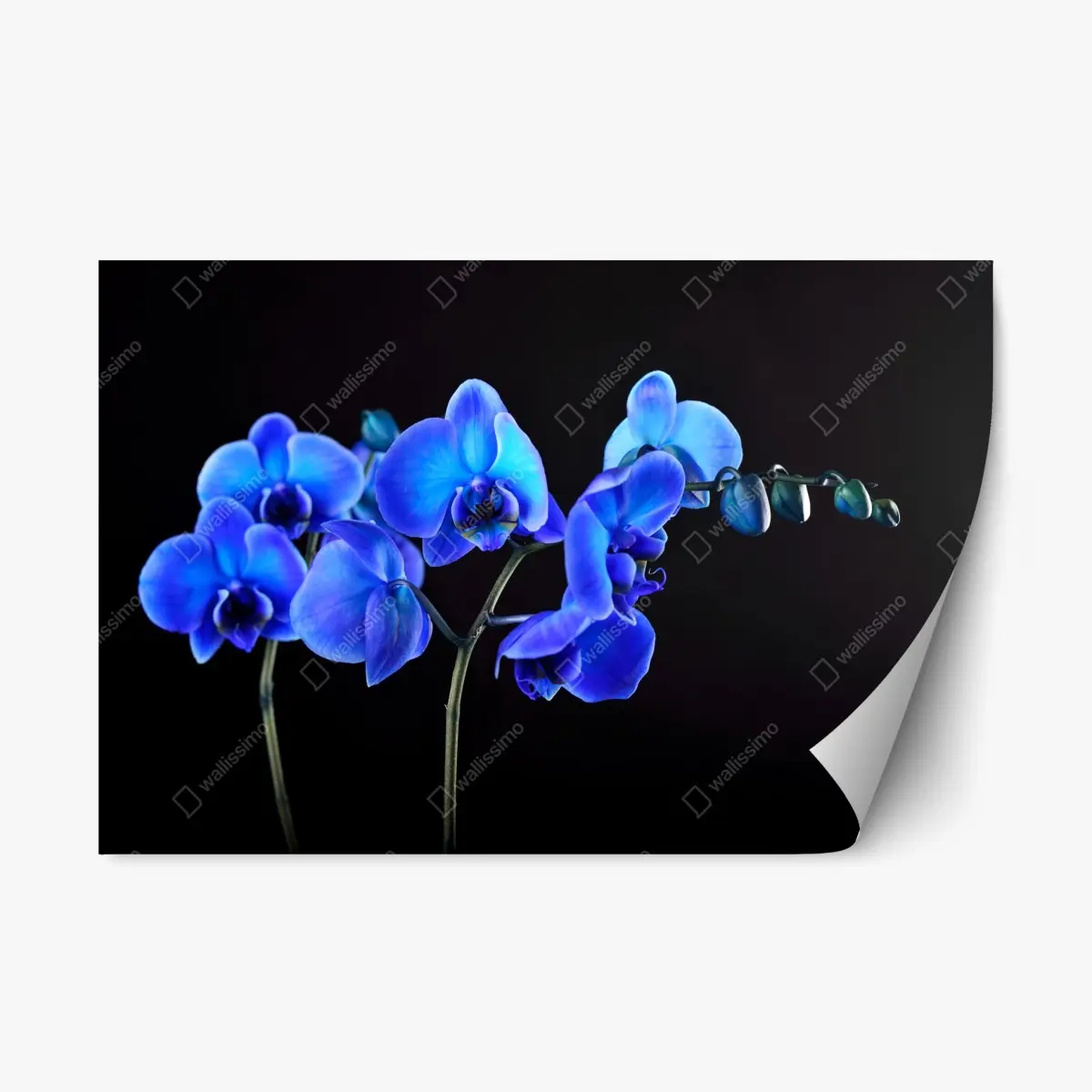 Repositionierbarer Aufkleber leuchtende blaue orchidee vor schwarzem hintergrund – Pixers®