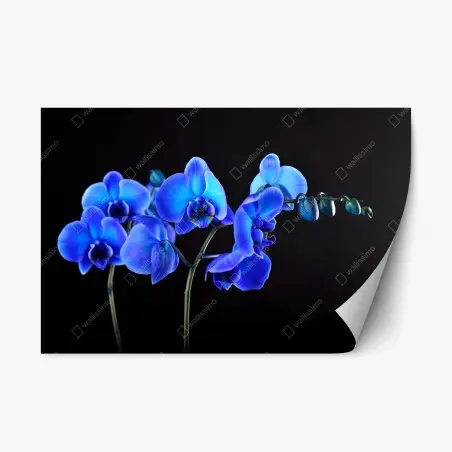 Repositionierbarer Aufkleber leuchtende blaue orchidee vor schwarzem hintergrund – Pixers®