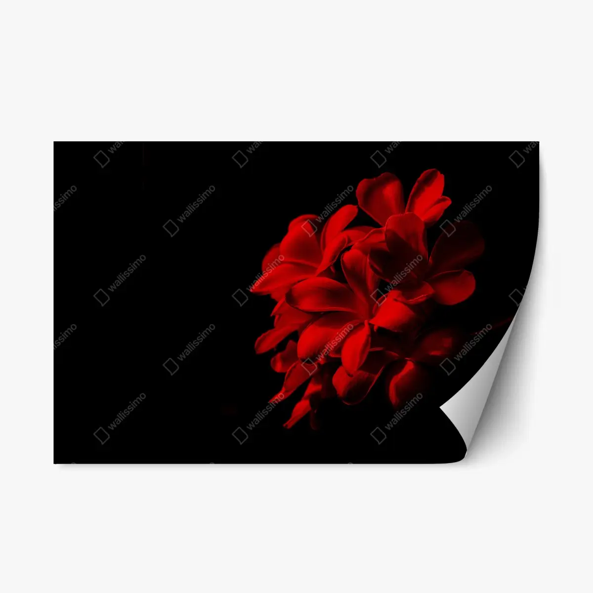 Repositionierbarer Aufkleber rote plumeria auf schwarzem hintergrund – Pixers®