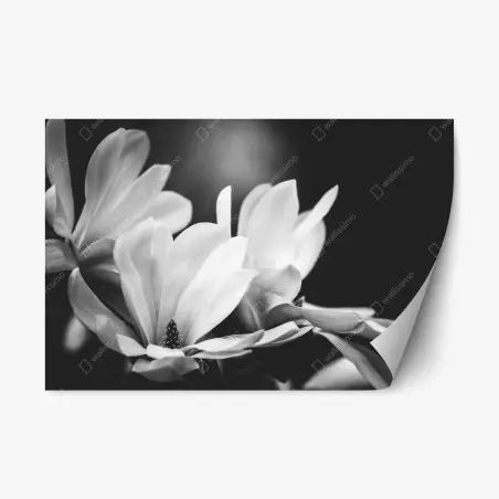 Repositionierbarer Aufkleber schwarzweiß magnolienblüte nahaufnahme – Pixers®
