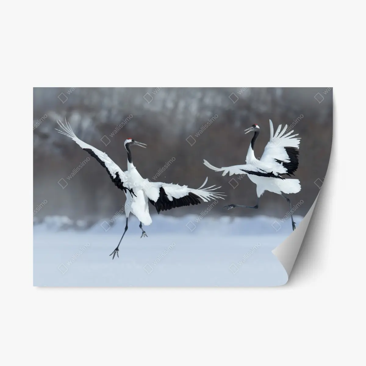 Repositionierbarer Aufkleber tanzende rotkronenkraniche im schnee, Hokkaido – Pixers®