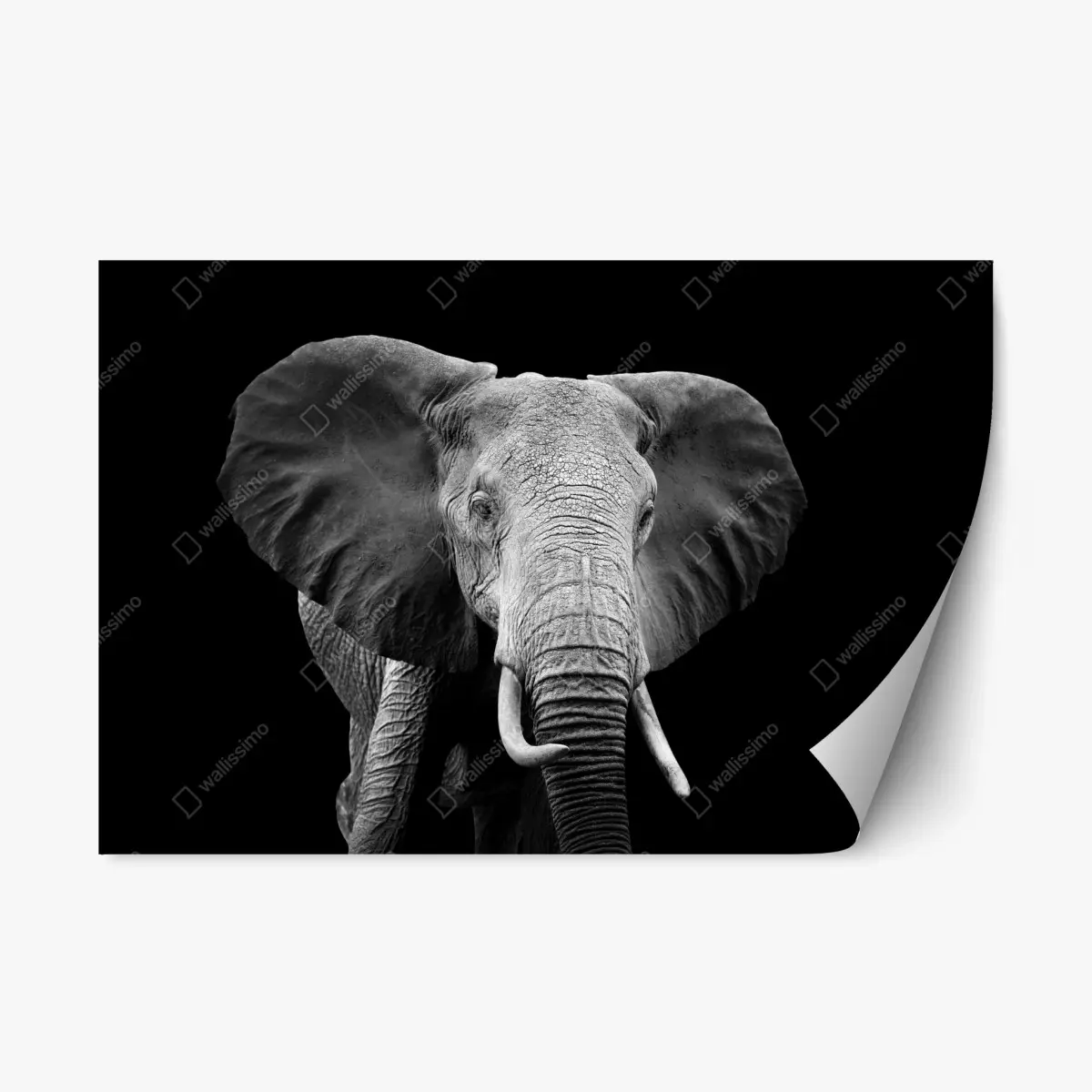 Repositionierbarer Aufkleber majestätisches elefantenporträt in monochrom – Pixers®