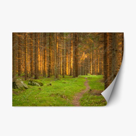 Repositionierbarer Aufkleber goldenes licht im moosbedeckten kiefernwald – Pixers®