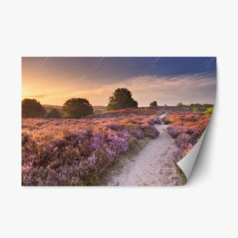 Repositionierbarer Aufkleber Posbank bei sonnenaufgang über blühender heide