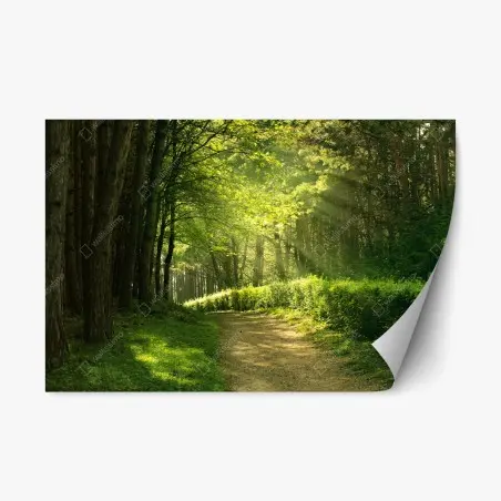 Repositionierbarer Aufkleber sonnenbeschienener waldpfad im grünen – Pixers®
