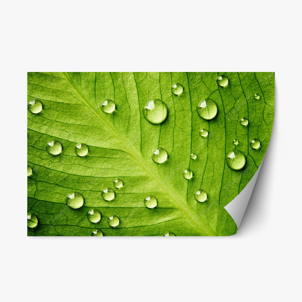 Repositionierbarer Aufkleber frisches grünes blatt mit wassertropfen – Pixers®