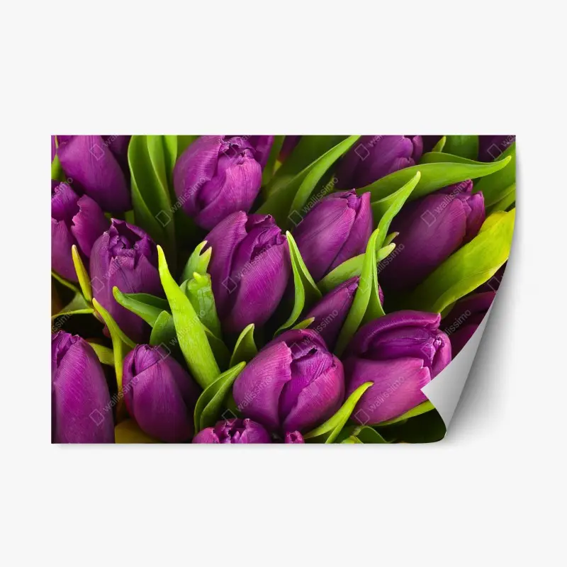 Repositionierbarer Aufkleber lila tulpen im bukett