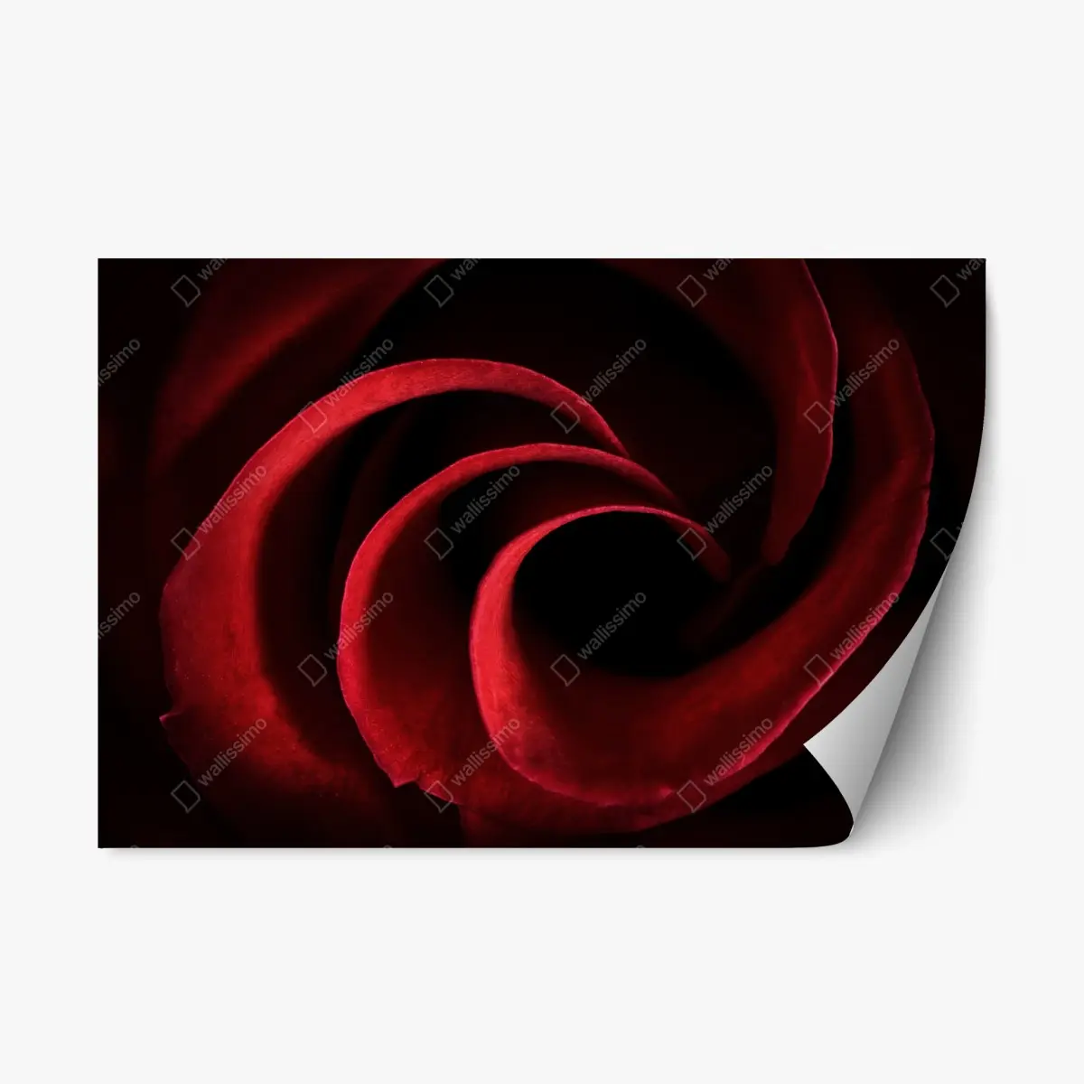 Repositionierbarer Aufkleber spirale aus tiefroten rosenblättern – Pixers®
