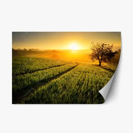 Repositionierbarer Aufkleber sonnenbeschienene wiese im frühlicht – Pixers®