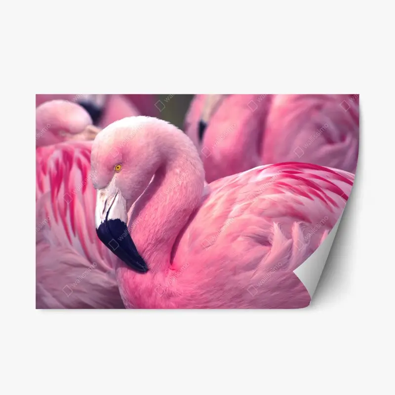 Repositionierbarer Aufkleber rosa flamingo nahaufnahme