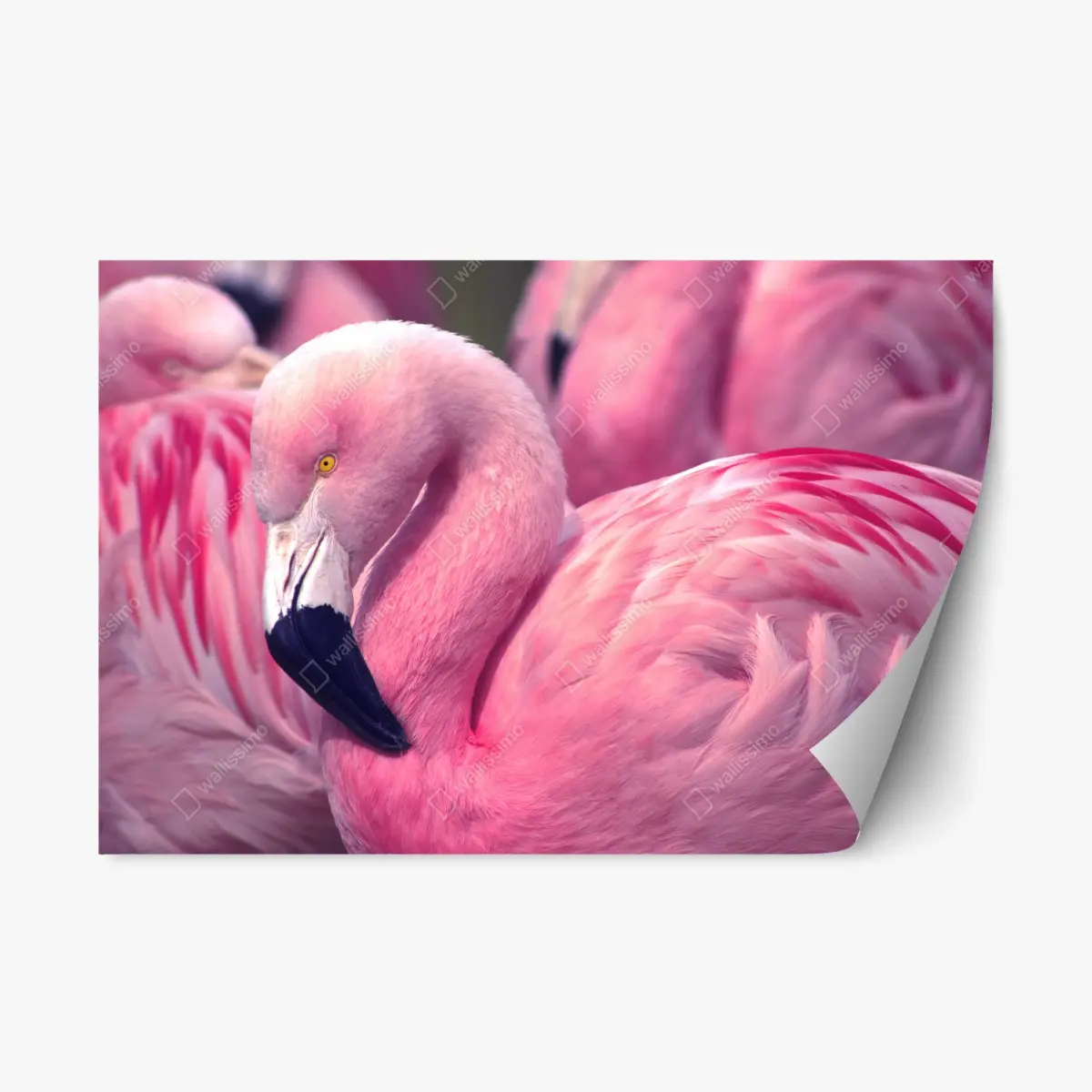 Repositionierbarer Aufkleber rosa flamingo nahaufnahme – Pixers®
