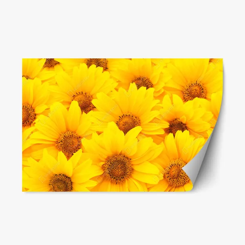 Repositionierbarer Aufkleber leuchtende gelbe sonnenblumen in nahaufnahme