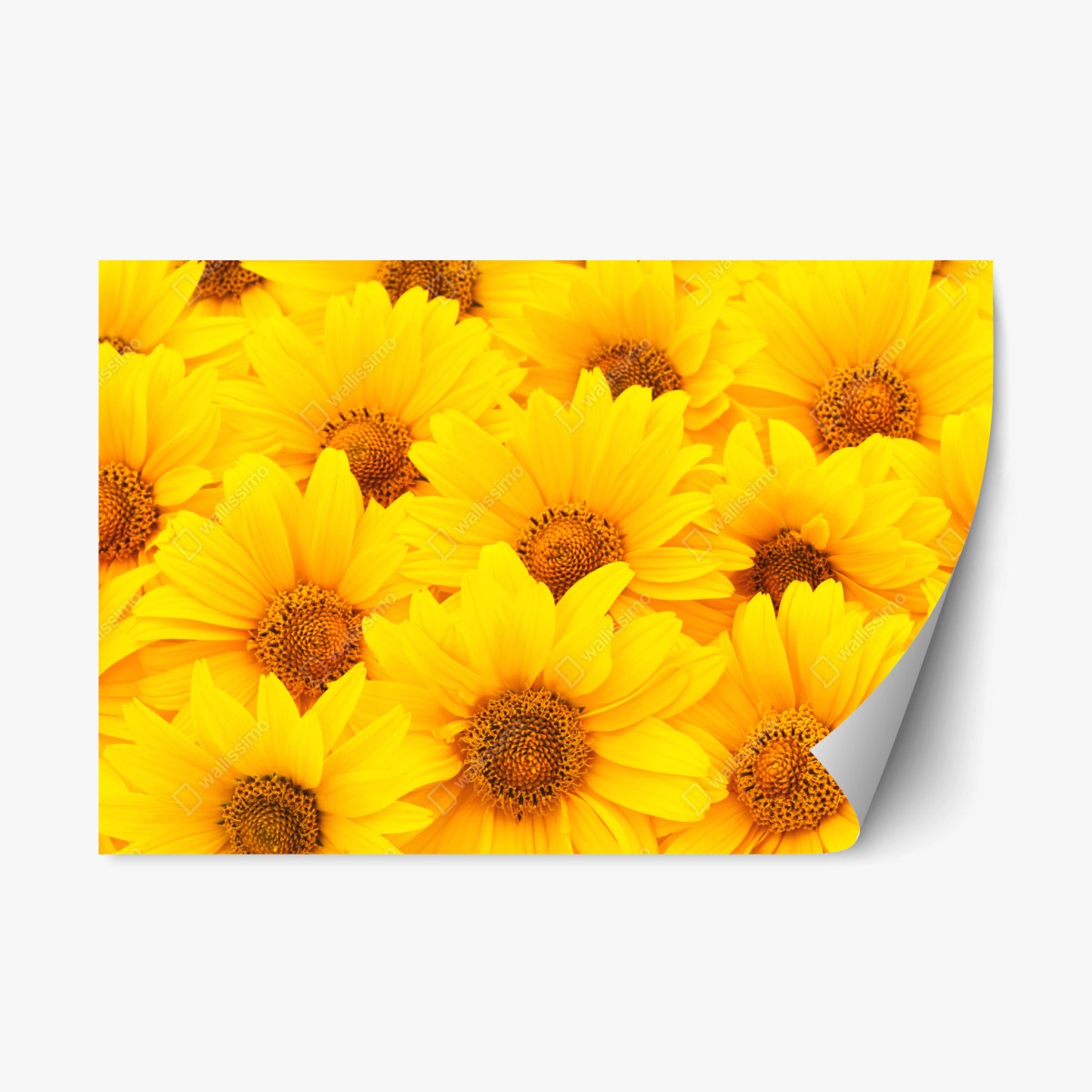 Repositionierbarer Aufkleber leuchtende gelbe sonnenblumen in nahaufnahme – Pixers®