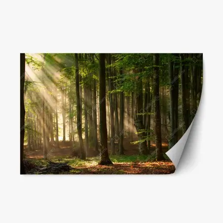 Repositionierbarer Aufkleber morgendliches licht im buchenwald – Pixers®