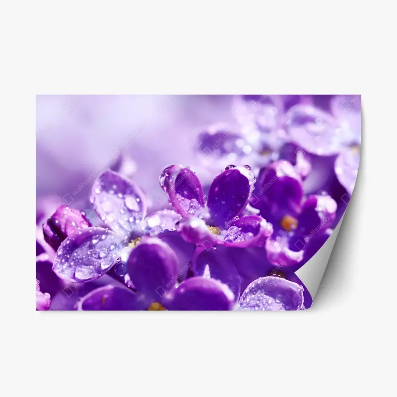 Repositionierbarer Aufkleber lila fliederblüte mit tau
