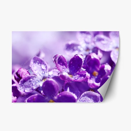 Repositionierbarer Aufkleber lila fliederblüte mit tau – Pixers®