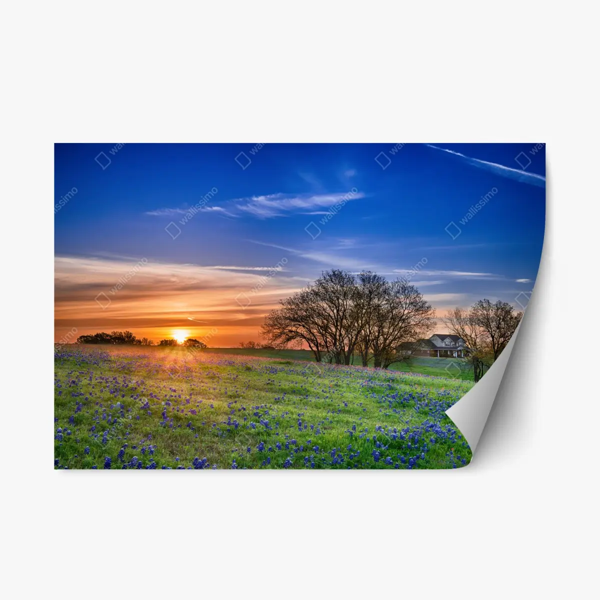 Repositionierbarer Aufkleber Texas wiese mit bluebonnets im sonnenaufgang – Pixers®