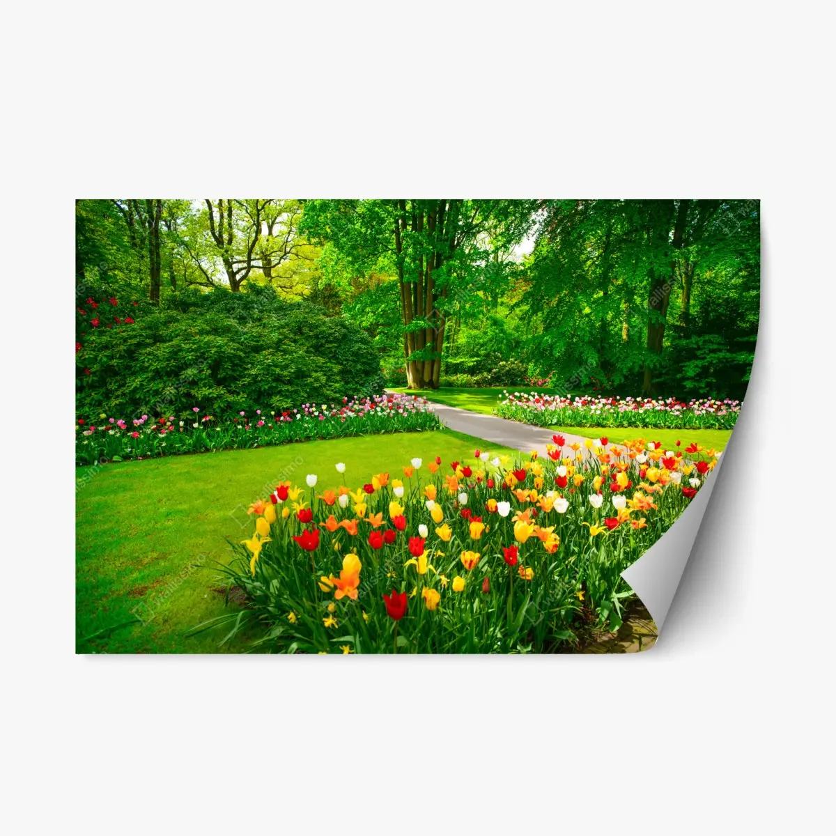 Repositionierbarer Aufkleber lebendiger tulpengarten in Keukenhof – Pixers®