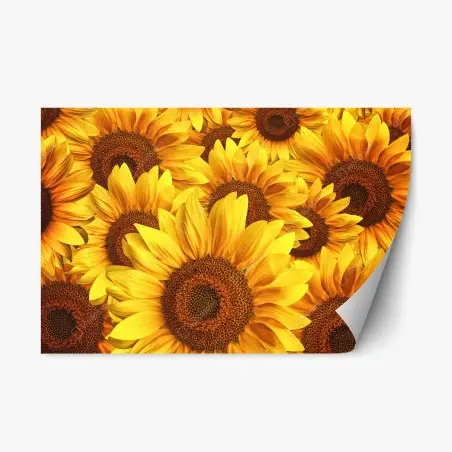 Repositionierbarer Aufkleber goldene sonnenblumen – Pixers®