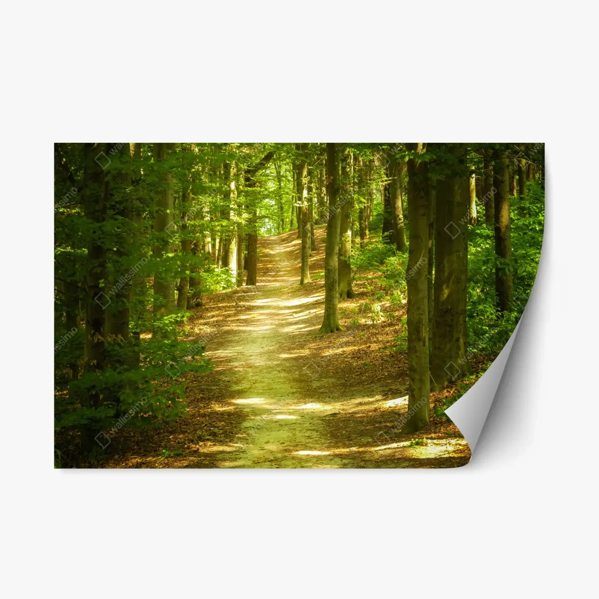 Repositionierbarer Aufkleber sonniger waldpfad – Pixers®
