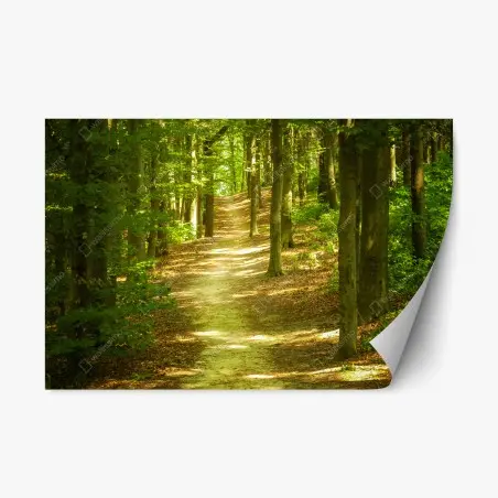 Repositionierbarer Aufkleber sonniger waldpfad – Pixers®