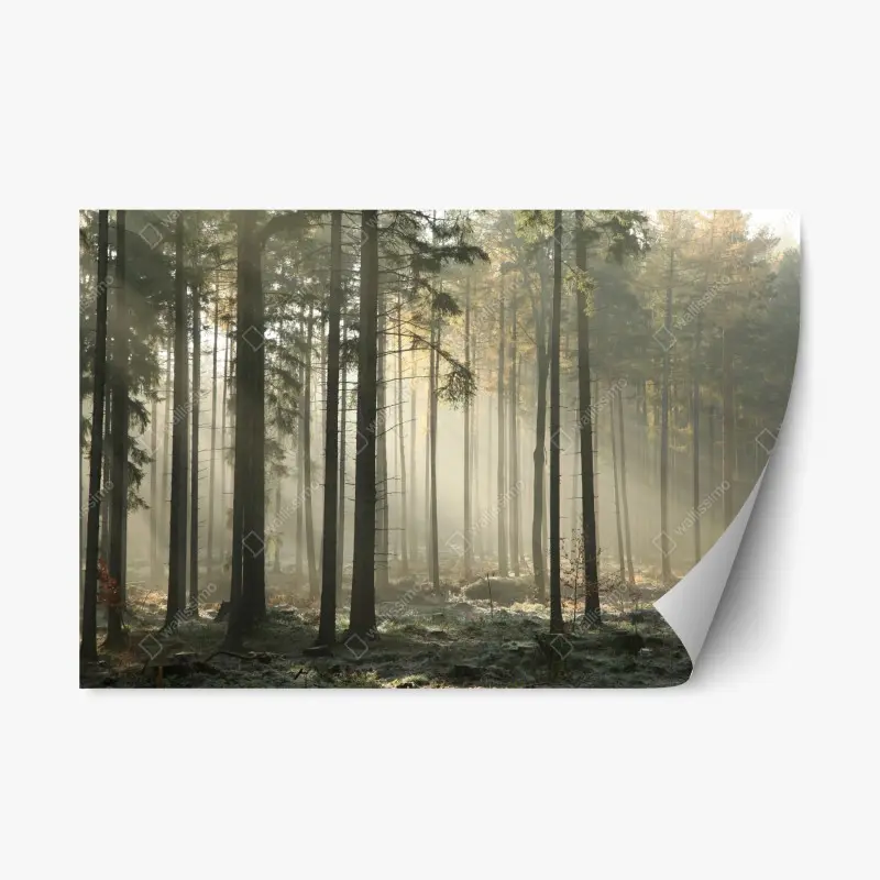 Repositionierbarer Aufkleber nebliger morgenwald mit sonnenstrahlen