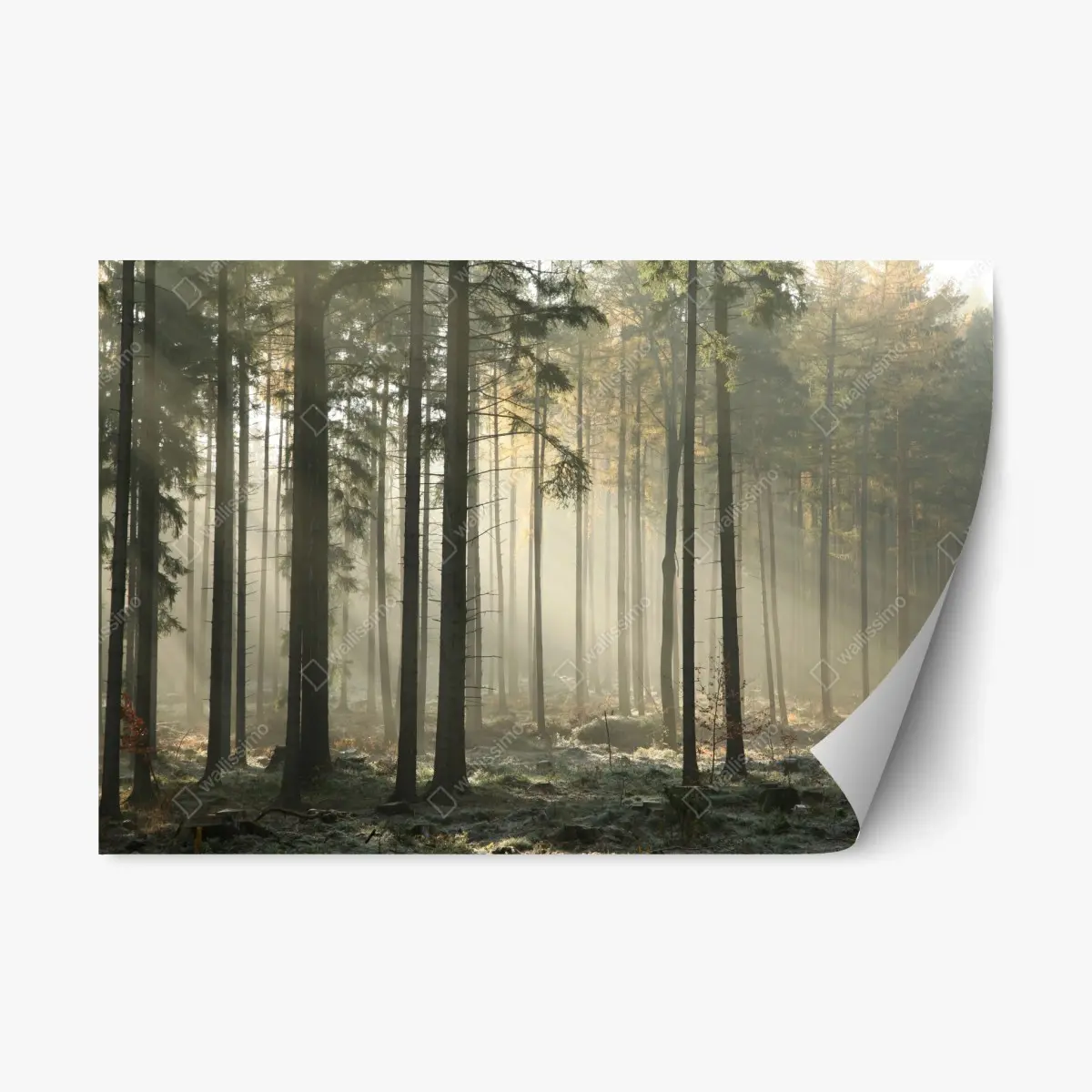 Repositionierbarer Aufkleber nebliger morgenwald mit sonnenstrahlen – Pixers®