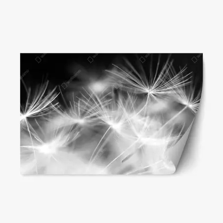 Repositionierbarer Aufkleber zarte löwenzahnsamen in monochrom – Pixers®