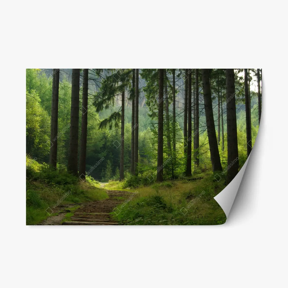 Repositionierbarer Aufkleber ruhiger waldpfad – Pixers®