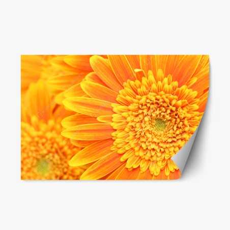 Repositionierbarer Aufkleber leuchtende orange gerbera in makro – Pixers®
