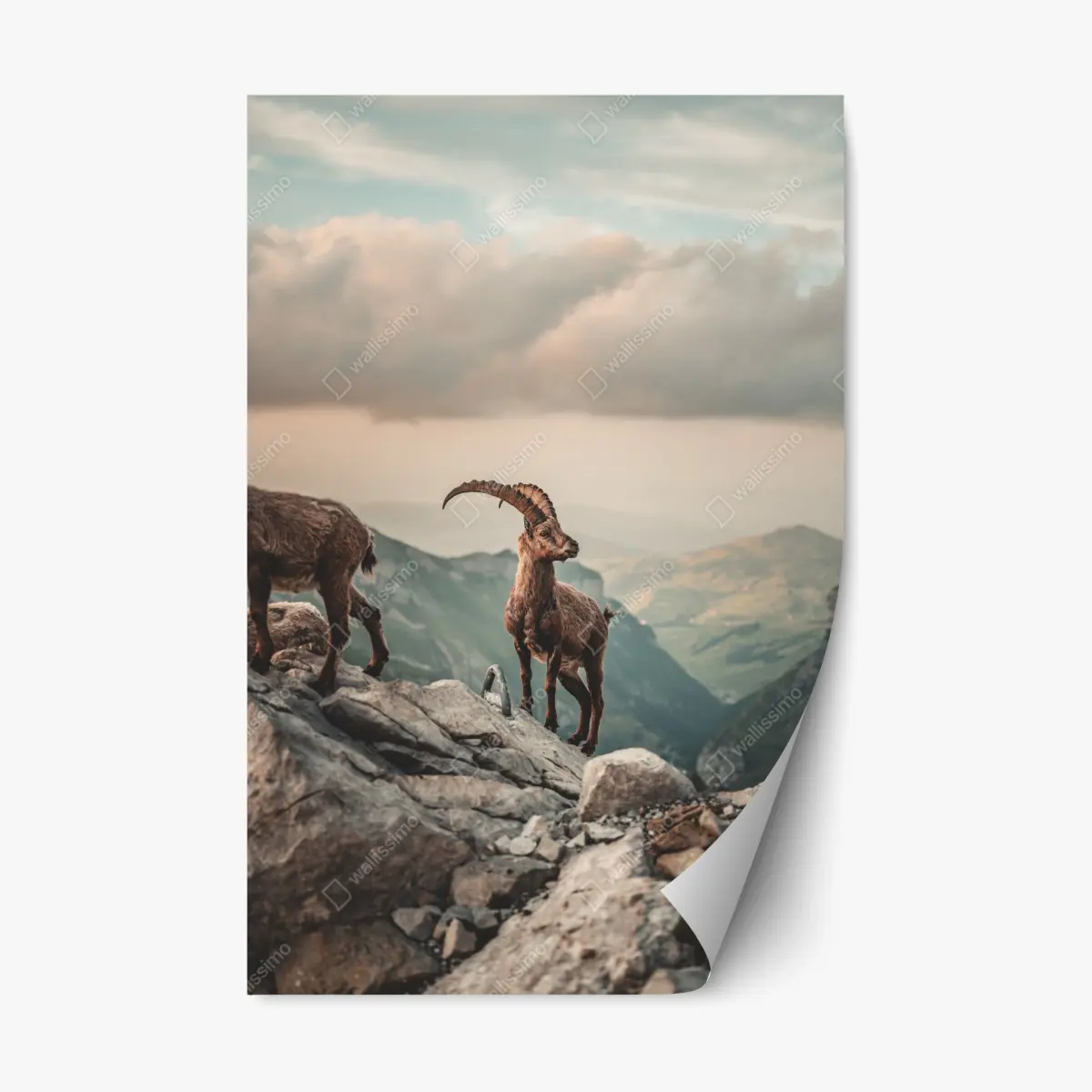 Repositionierbarer Aufkleber alpensteinbock auf felsigem kamm – Pixers®