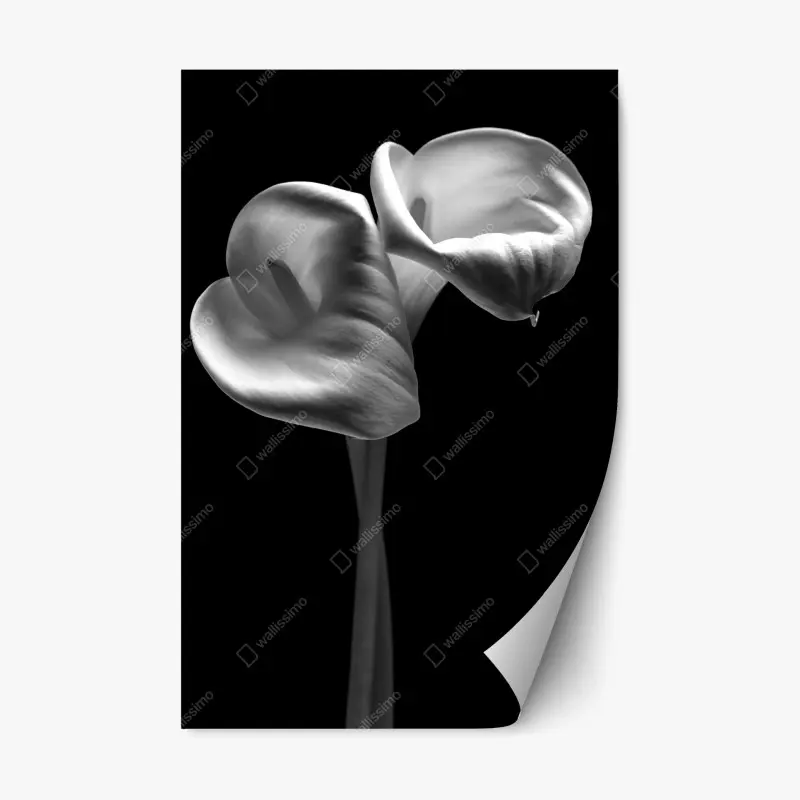 Repositionierbarer Aufkleber elegante calla-blüten in monochrom