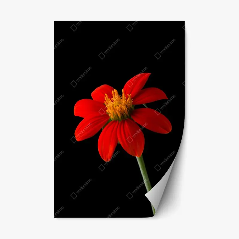 Repositionierbarer Aufkleber leuchtende mexikanische sonnenblume auf schwarzem hintergrund