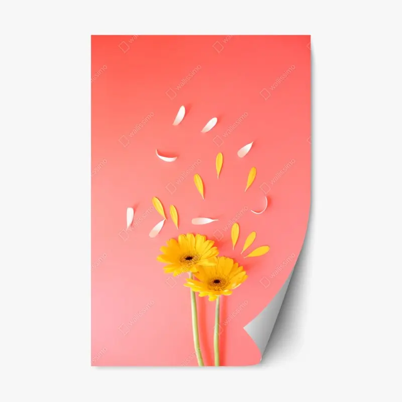 Repositionierbarer Aufkleber sonnige gelbe gerbera auf korallfarbenem hintergrund
