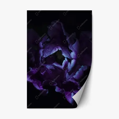 Repositionierbarer Aufkleber lila tulpe im ultravioletten licht – Pixers®